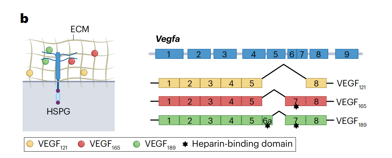 The angiogenin VEGFA