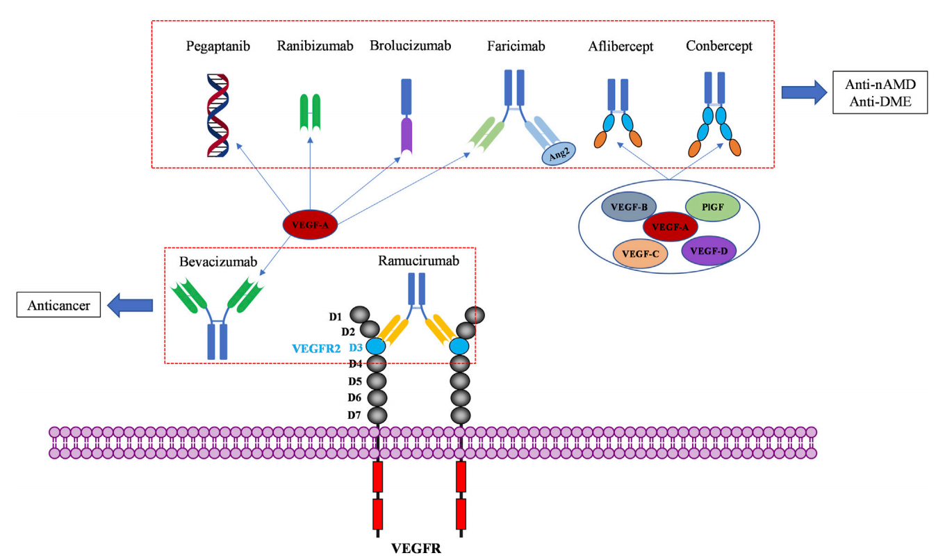 The angiogenin VEGFA