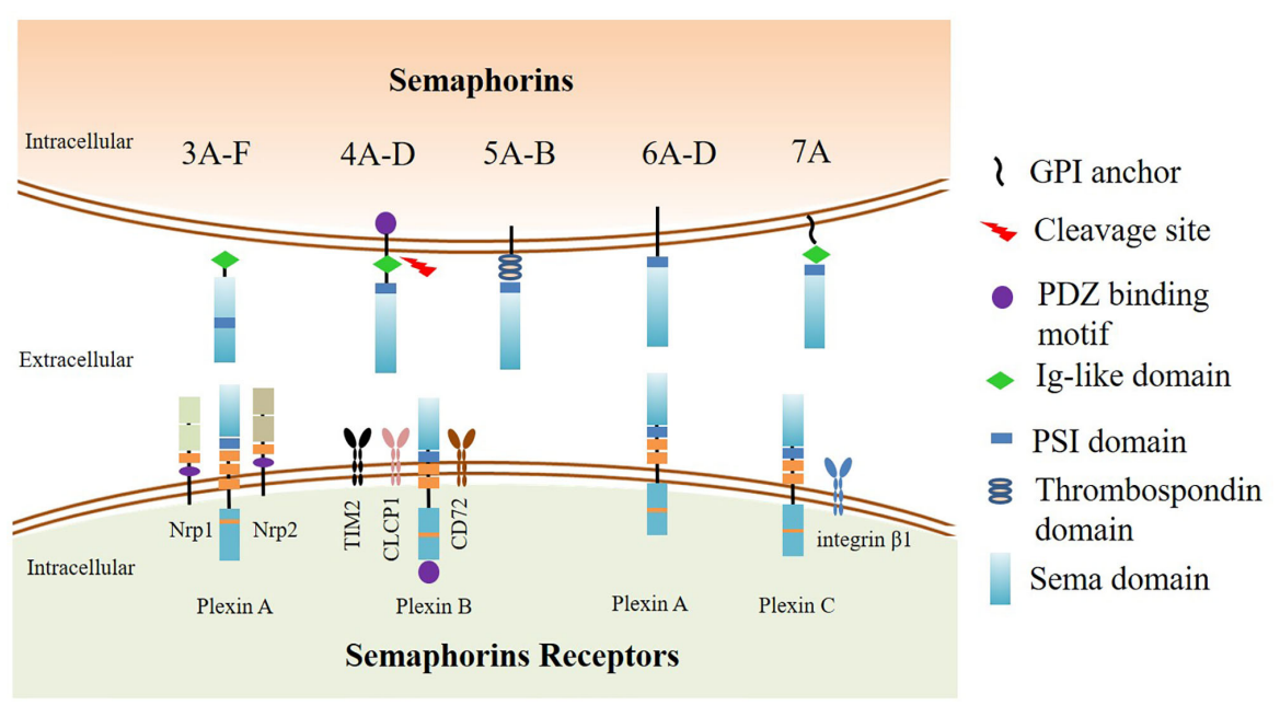 The axon guidance factor SEMA4D