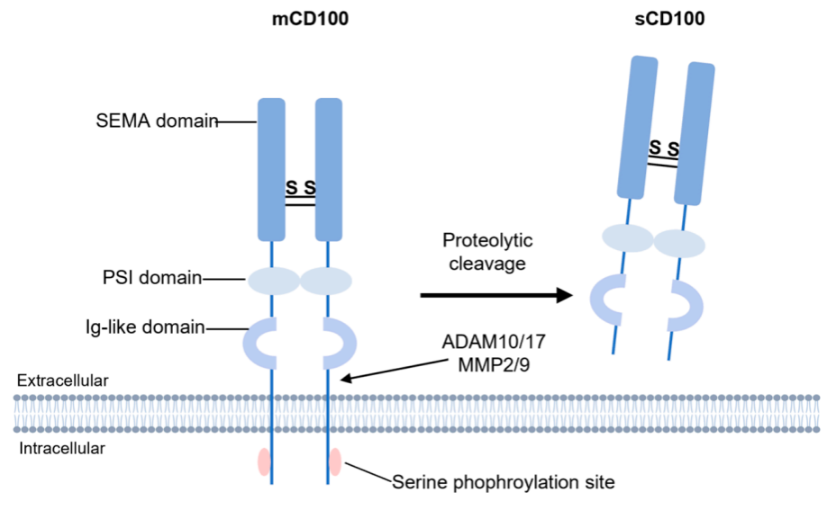 The axon guidance factor SEMA4D