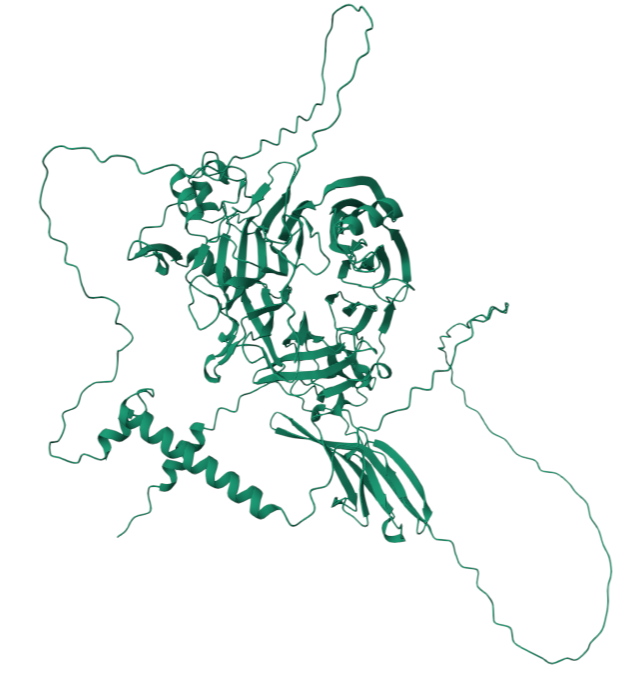 The axon guidance factor SEMA4D