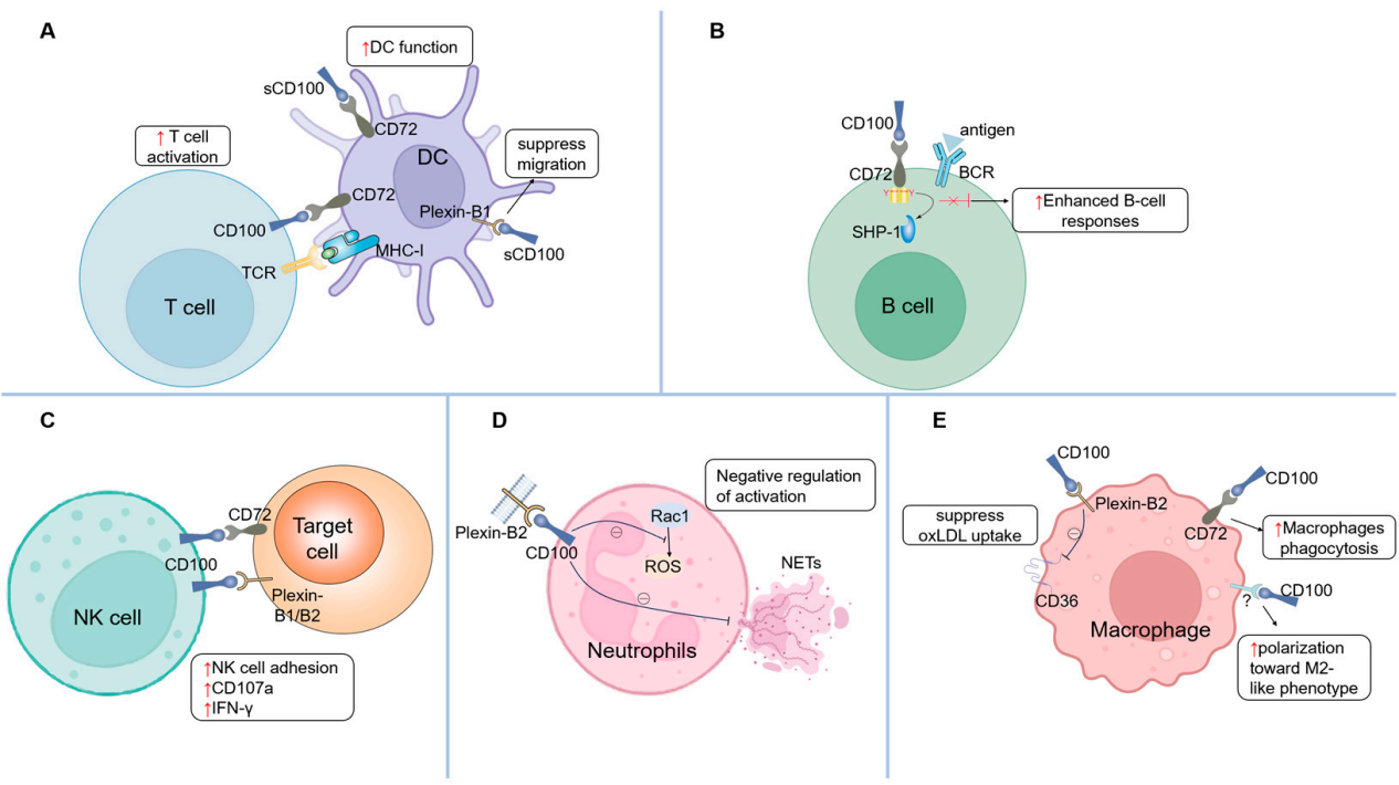 The axon guidance factor SEMA4D