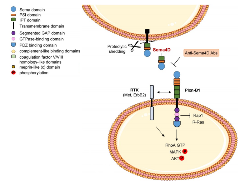 The axon guidance factor SEMA4D