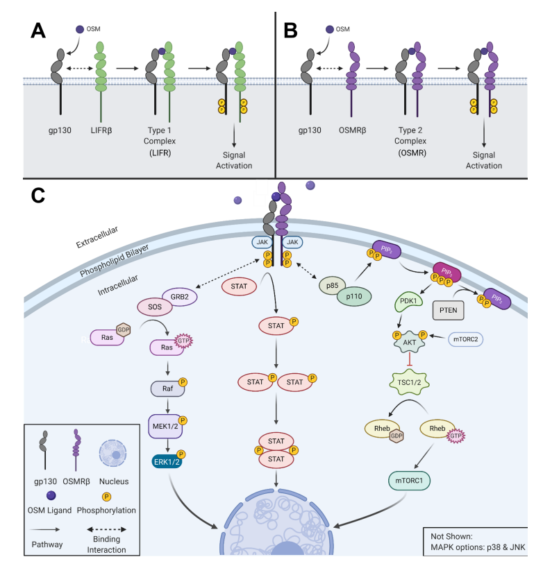The biligand shared receptor OSMR