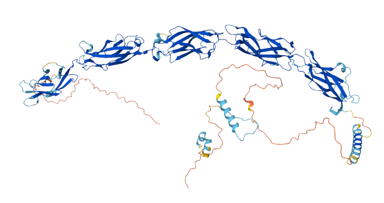 The cadherin CDH6