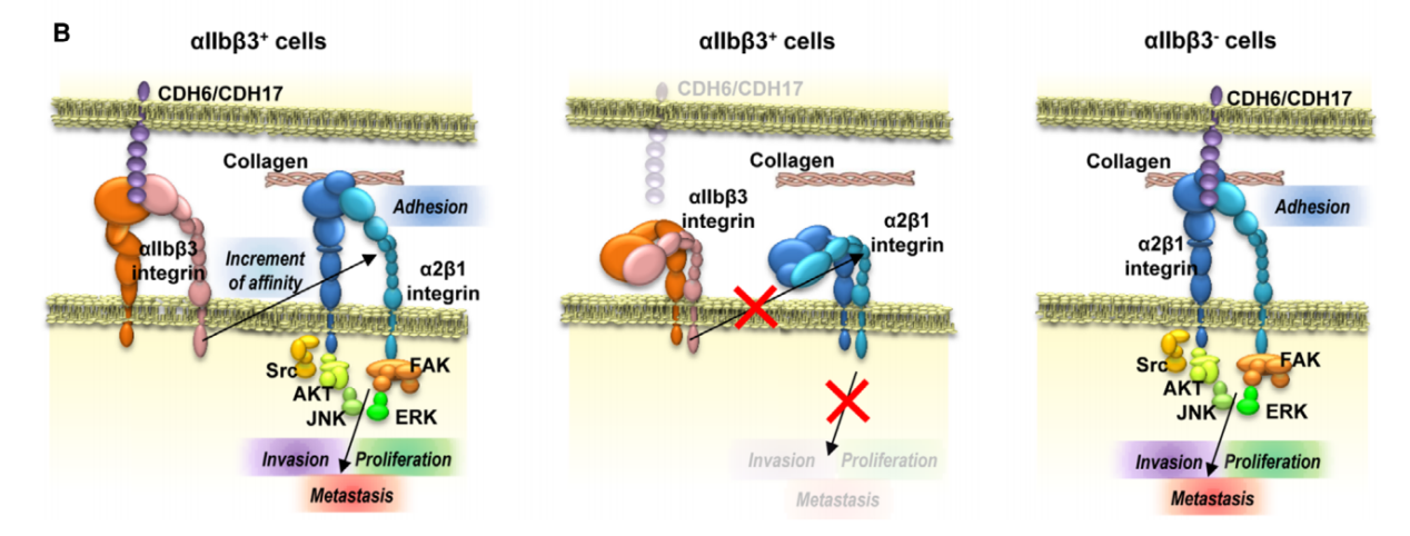 The cadherin CDH6