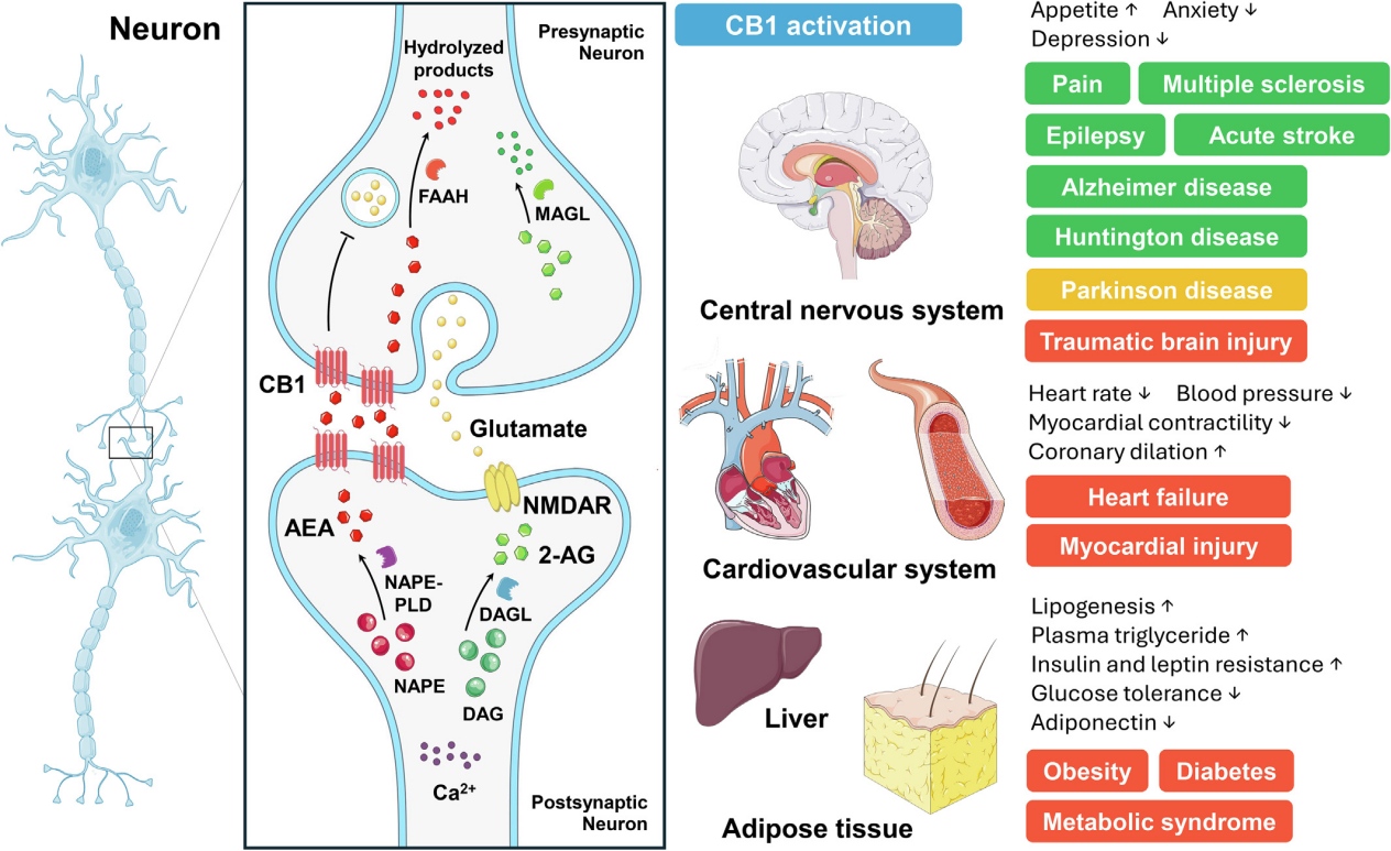 The cannabinoid receptor CNR1