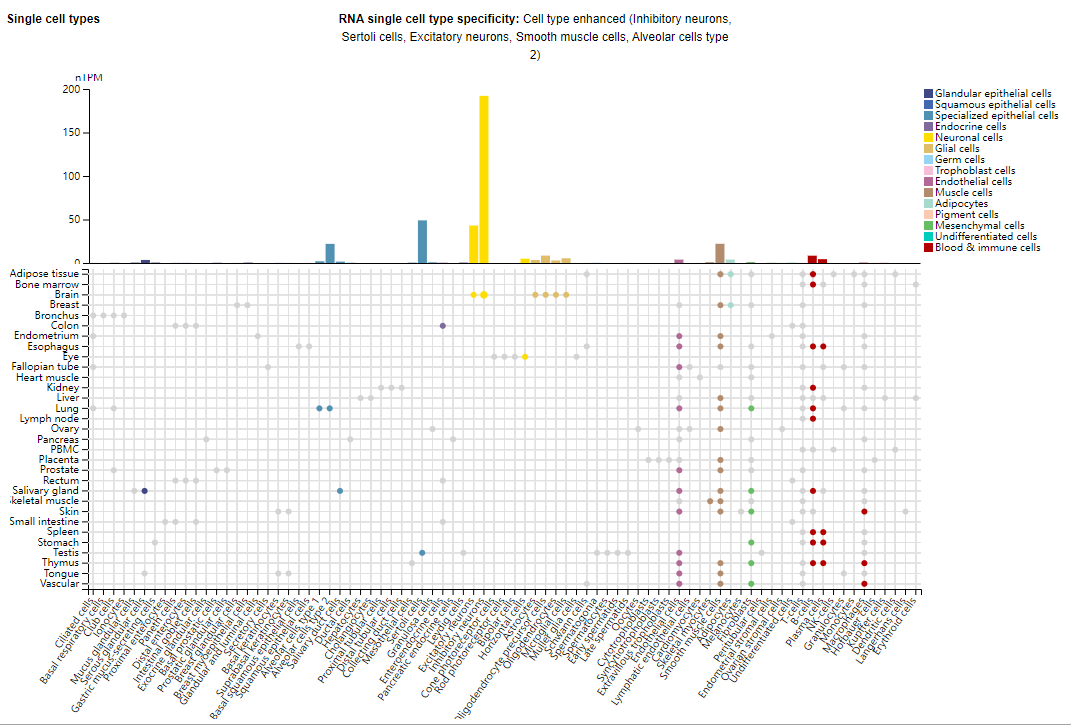 The cannabinoid receptor CNR1