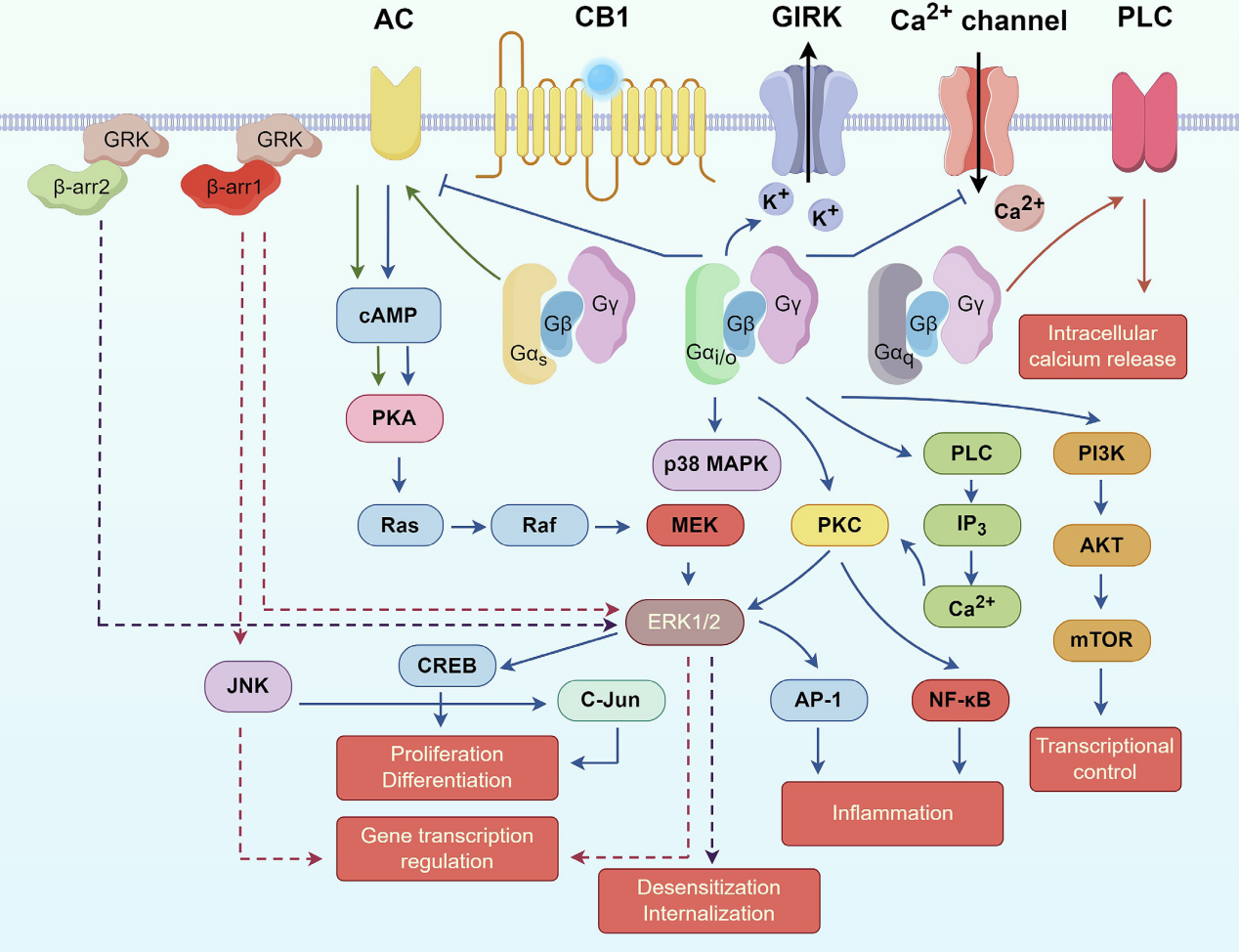 The cannabinoid receptor CNR1
