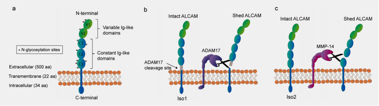 The cell adhesion molecule ALCAM The cell adhesion molecule ALCAM