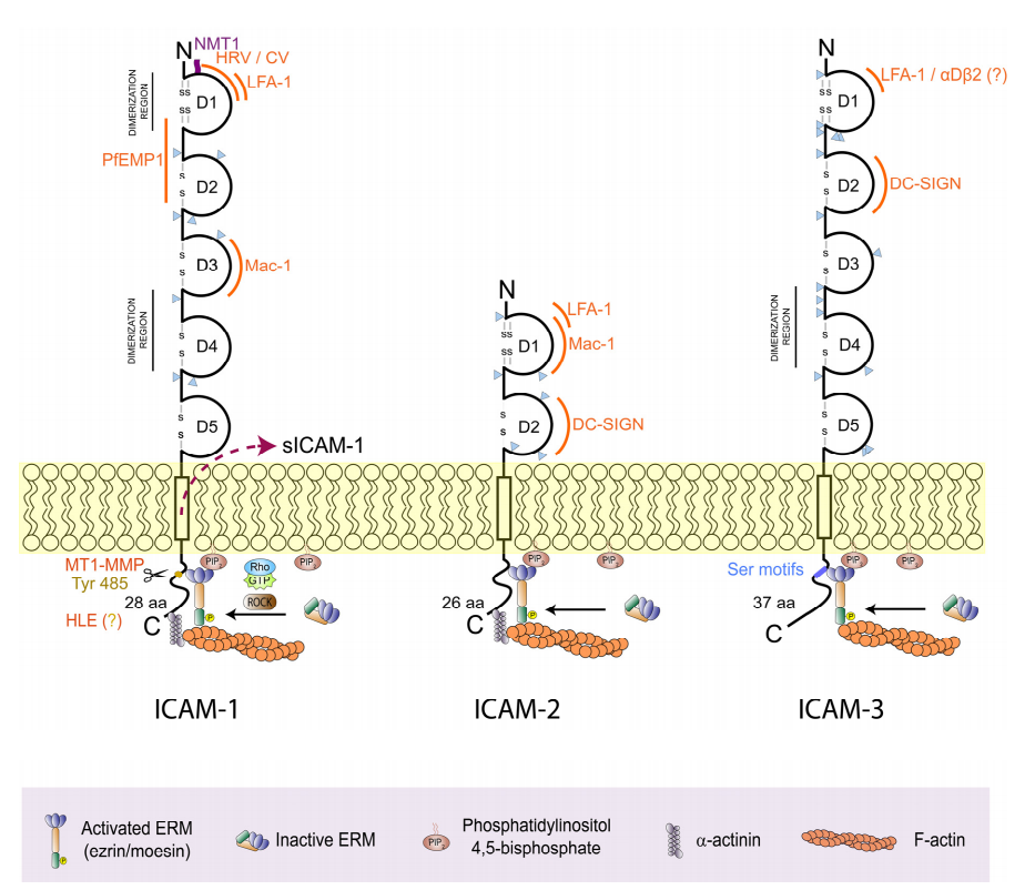 The cell adhesion molecule ICAM1