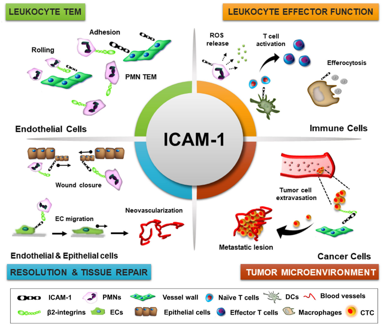 The cell adhesion molecule ICAM1