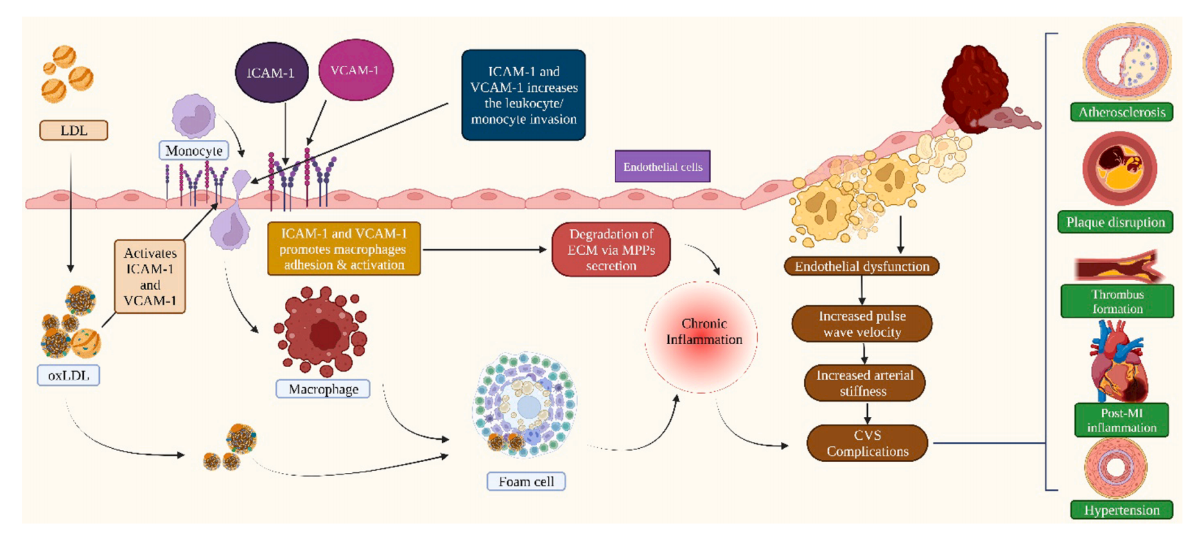 The cell adhesion molecule ICAM1