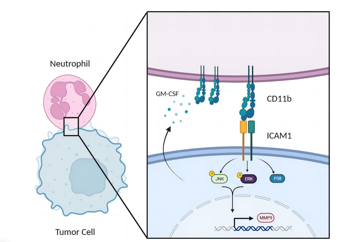 The cell adhesion molecule ICAM1