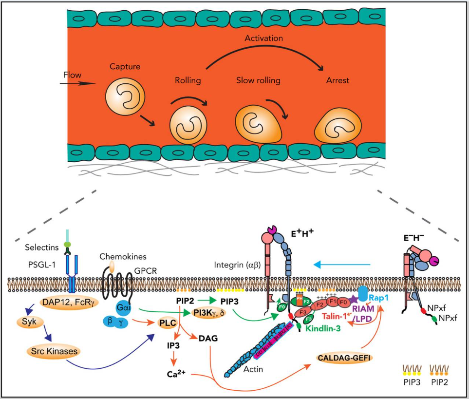The cell adhesion molecule ITGB2 The cell adhesion molecule ITGB2