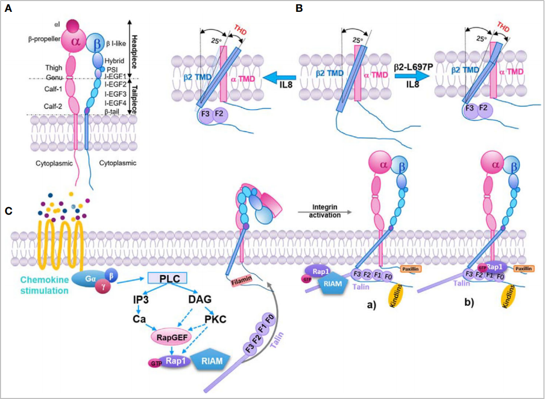 The cell adhesion molecule ITGB2 The cell adhesion molecule ITGB2