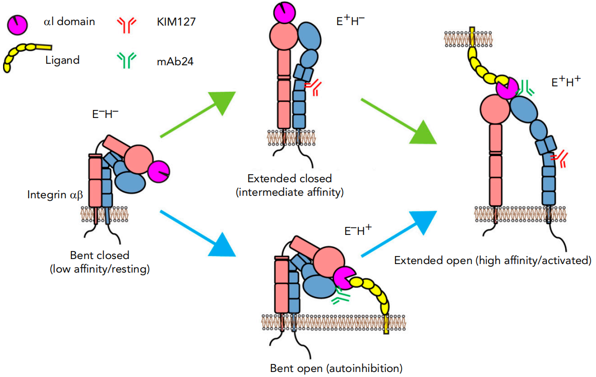 The cell adhesion molecule ITGB2 The cell adhesion molecule ITGB2