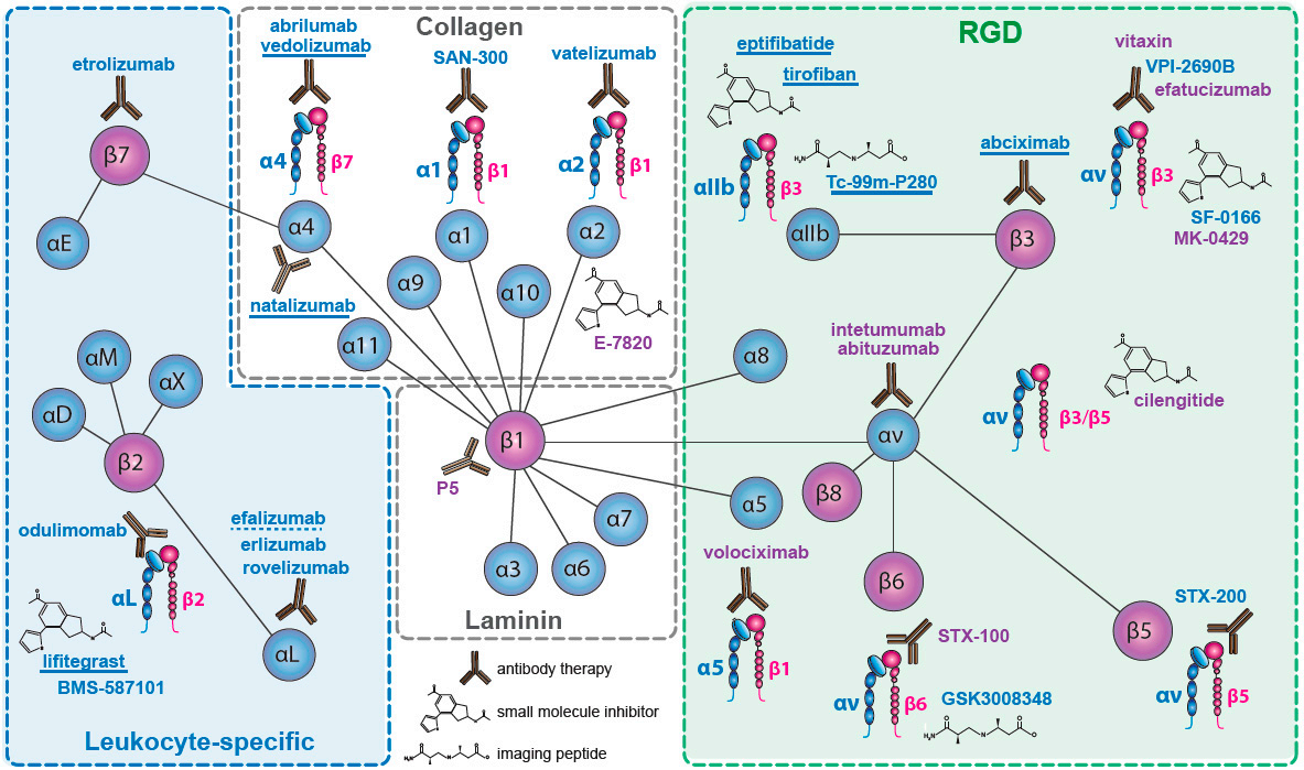 The cell adhesion molecule ITGB2 The cell adhesion molecule ITGB2