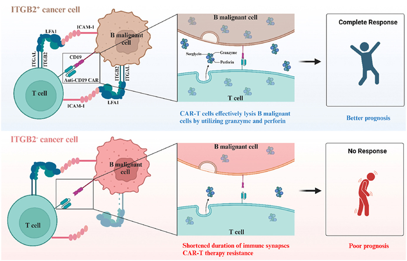 The cell adhesion molecule ITGB2 The cell adhesion molecule ITGB2