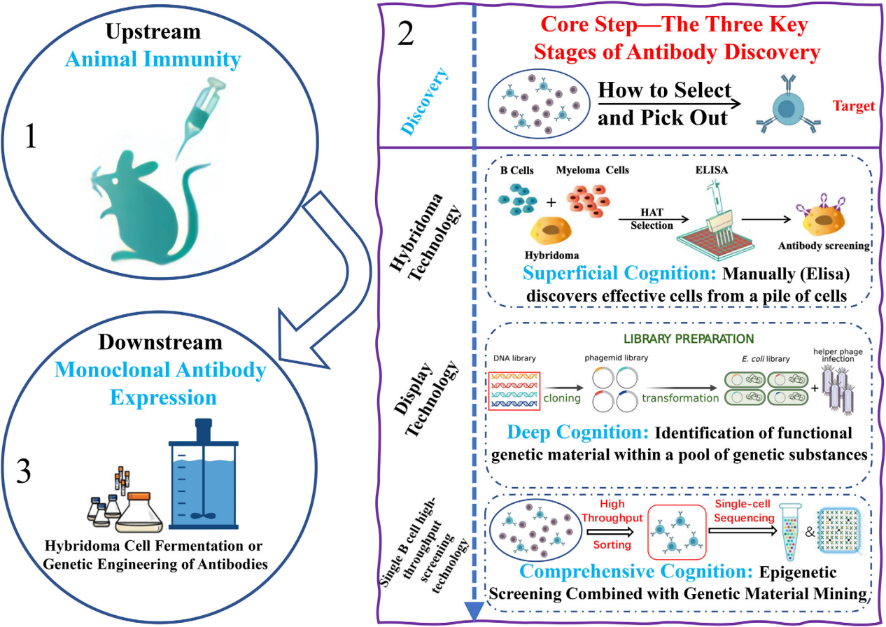 The challenges and breakthroughs in the development of diagnostic monoclonal antibodies