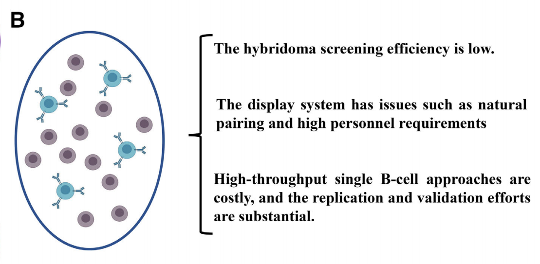 The challenges and breakthroughs in the development of diagnostic monoclonal antibodies