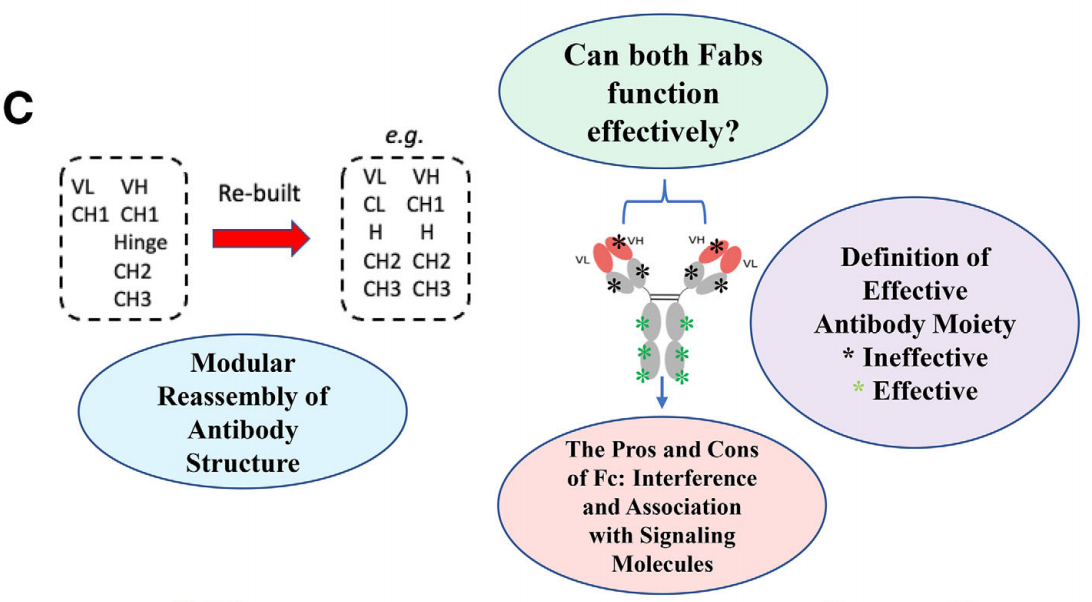 The challenges and breakthroughs in the development of diagnostic monoclonal antibodies