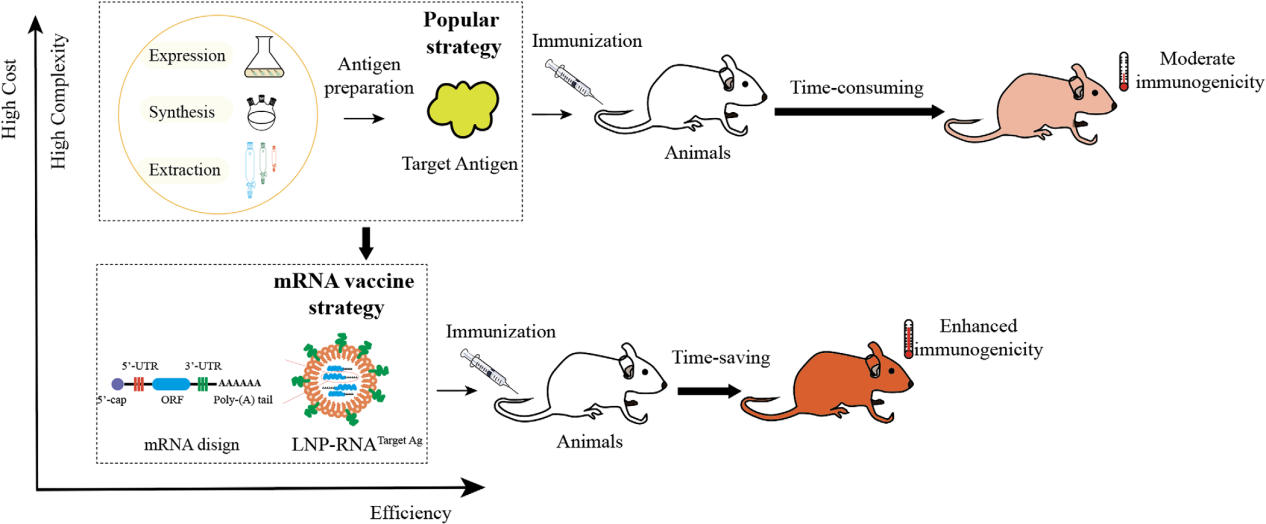 The challenges and breakthroughs in the development of diagnostic monoclonal antibodies