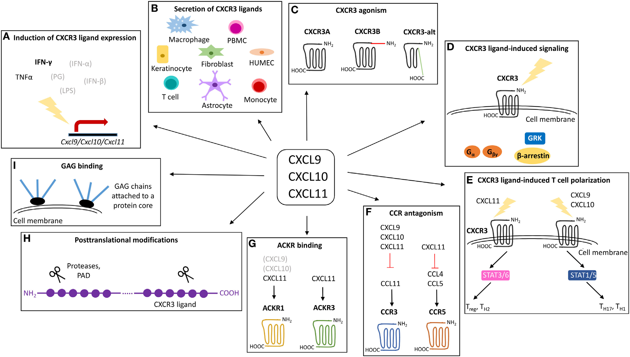 The chemokine CXCL10