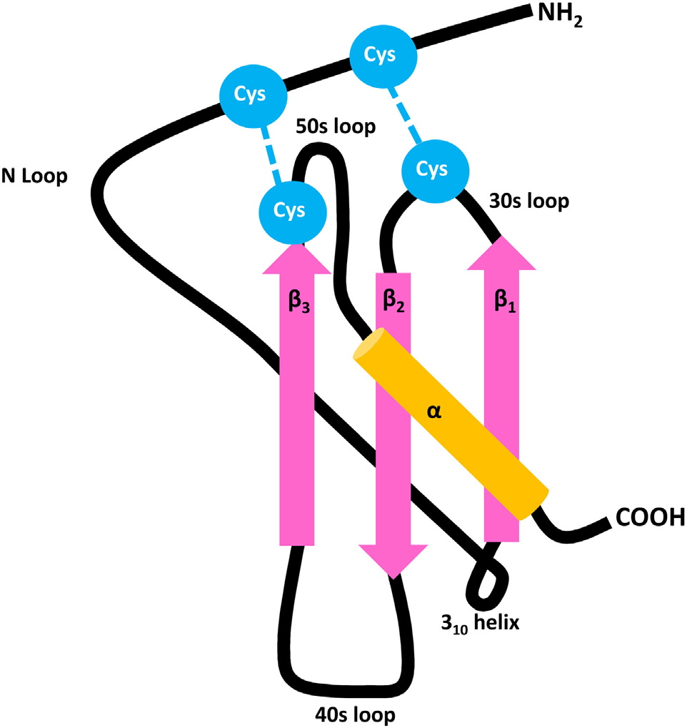 The chemokine CXCL10