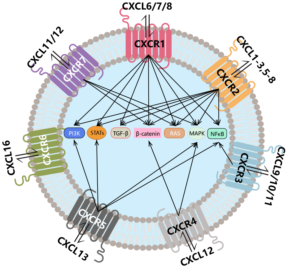 The chemokine CXCL10