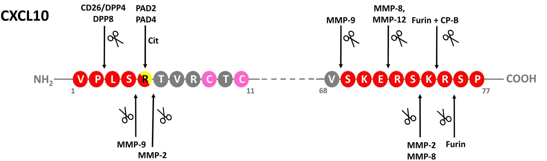 The chemokine CXCL10