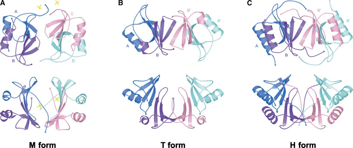 The chemokine CXCL10