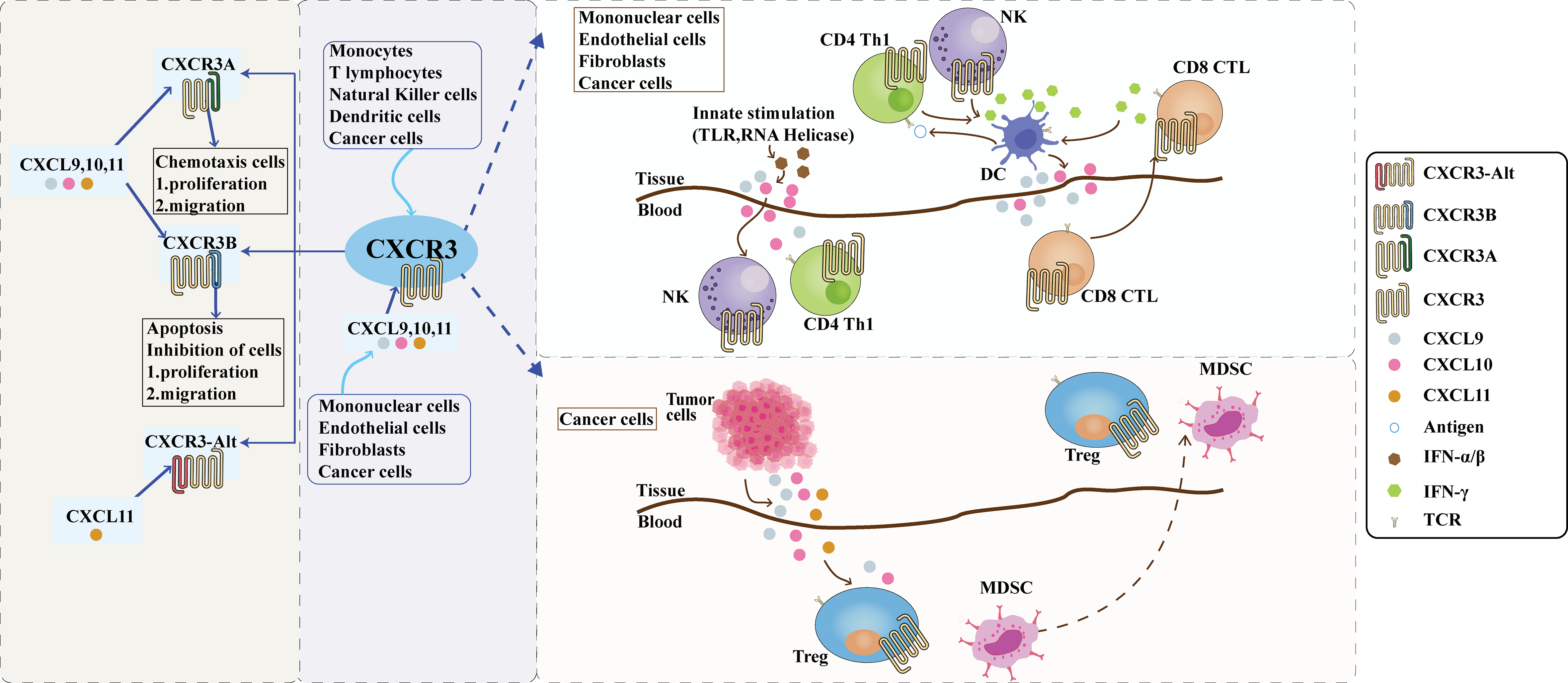 The chemokine CXCL10