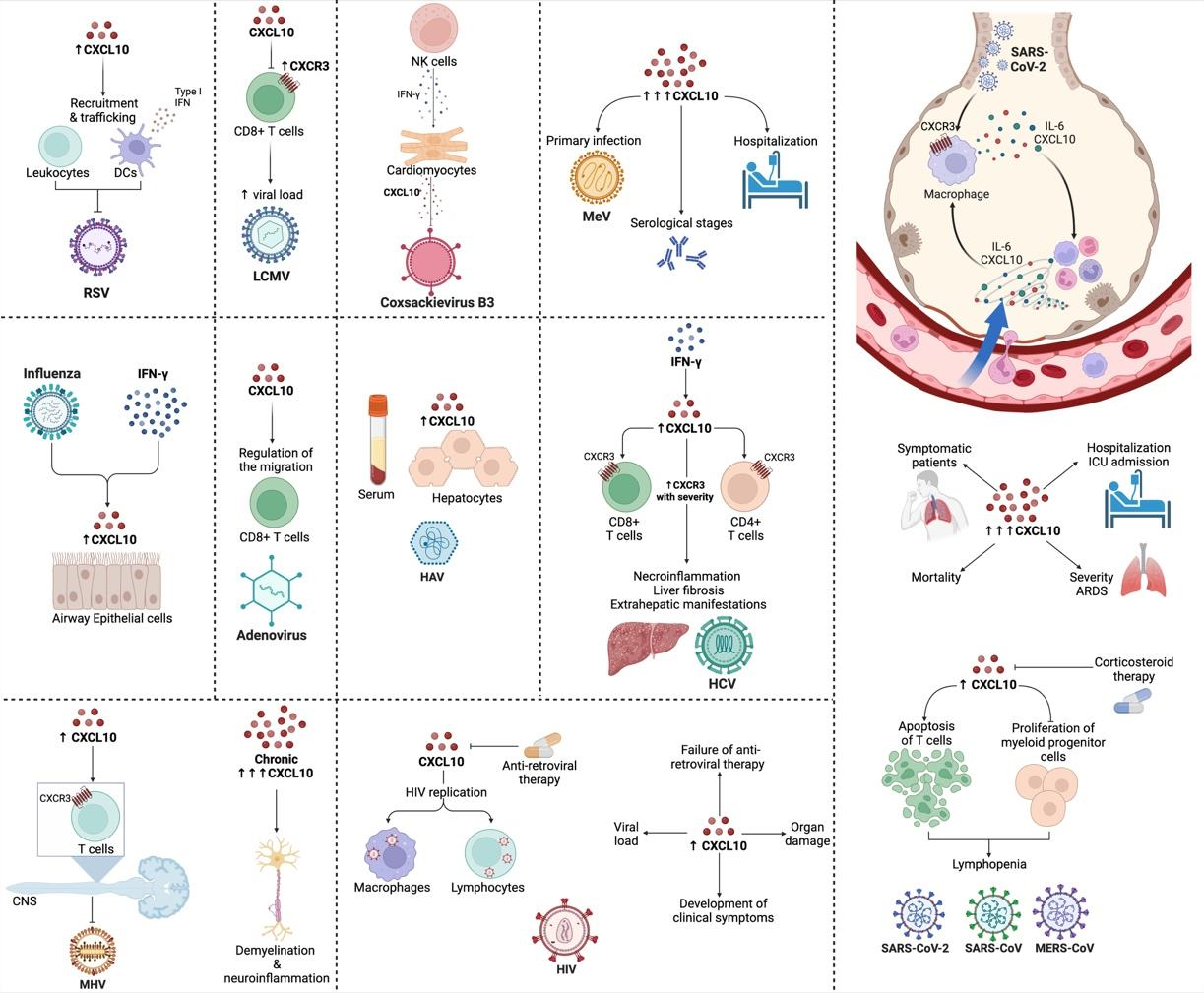 The chemokine CXCL10