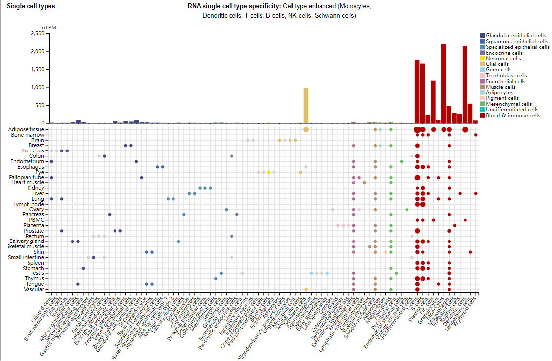 The chemokine receptor CXCR4