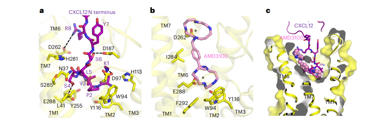 The chemokine receptor CXCR4
