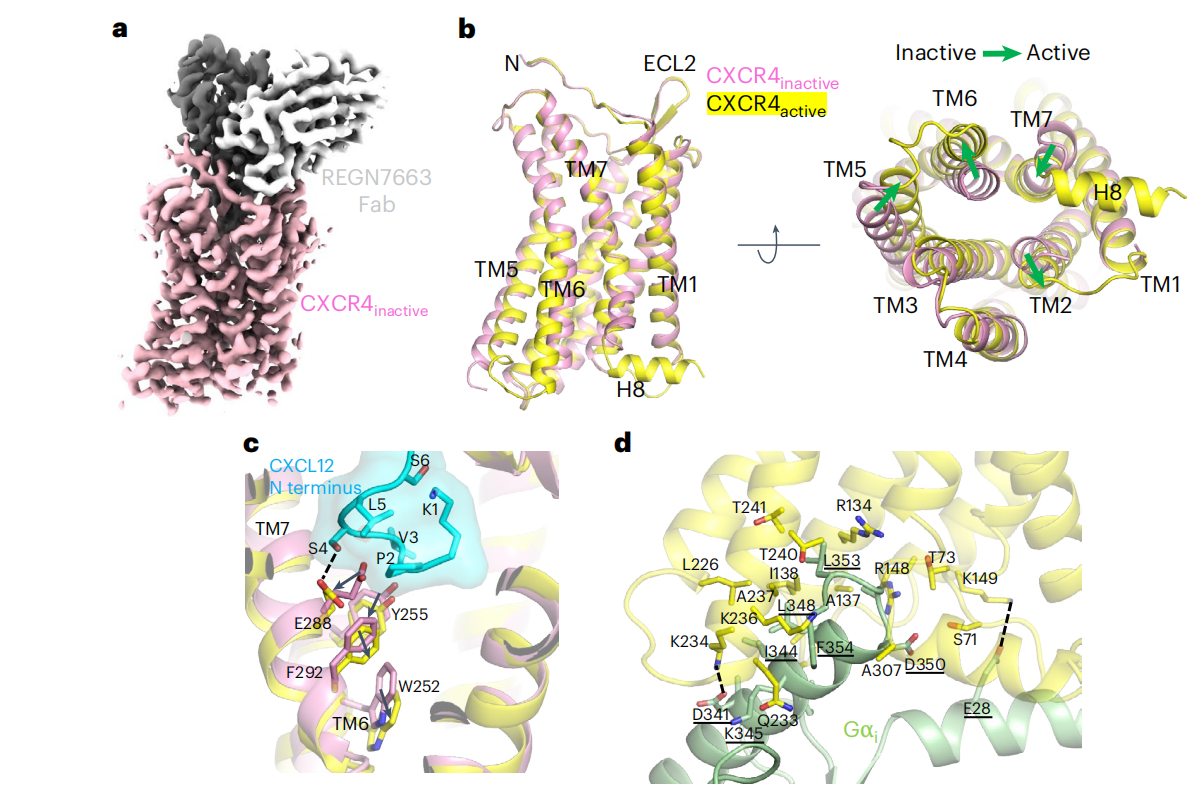 The chemokine receptor CXCR4