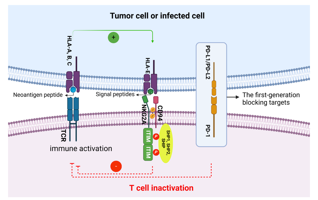 The co-inhibitory immune checkpoint KLRC1