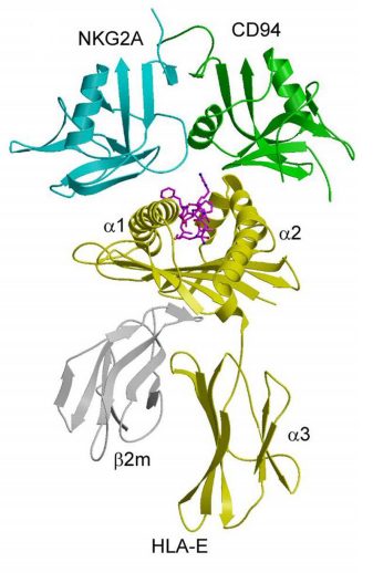 The co-inhibitory immune checkpoint KLRC1