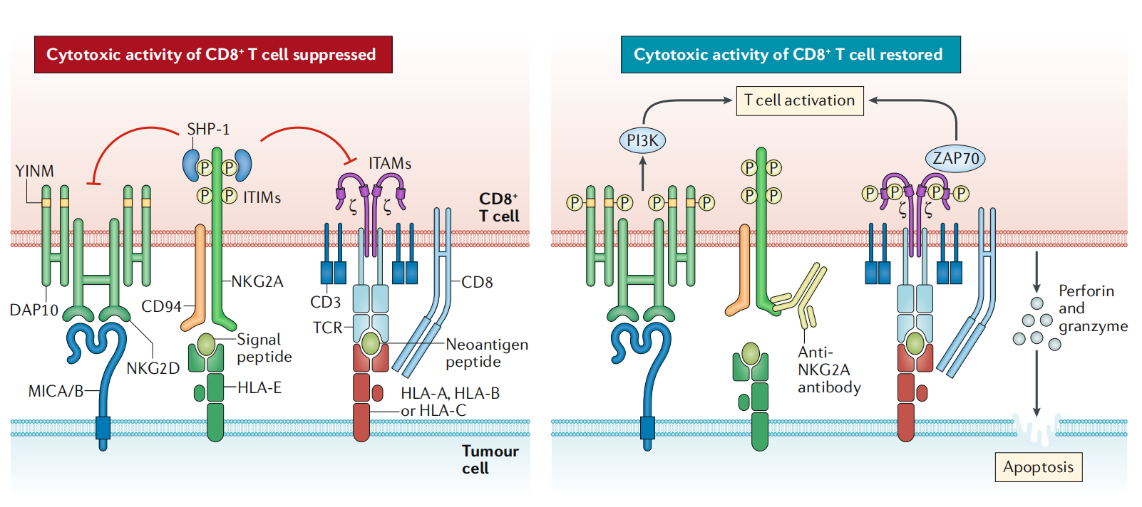 The co-inhibitory immune checkpoint KLRC1