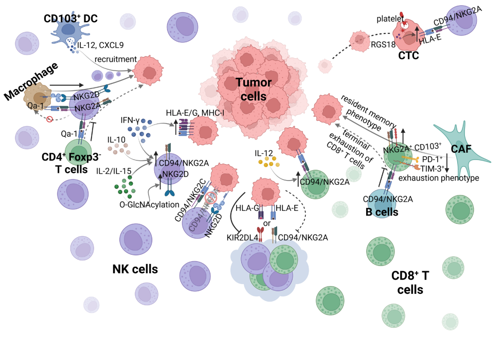 The co-inhibitory immune checkpoint KLRC1