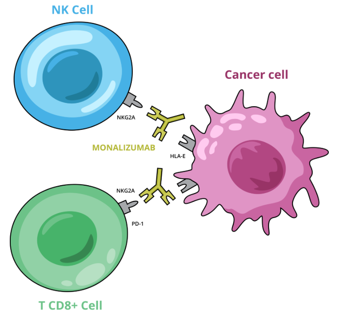 The co-inhibitory immune checkpoint KLRC1