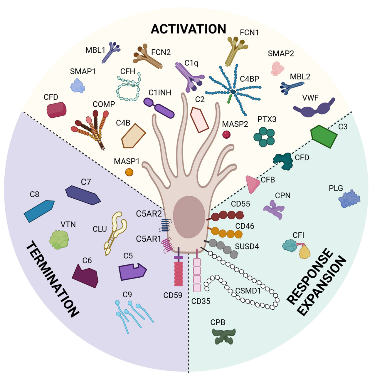 The complement receptor CD35