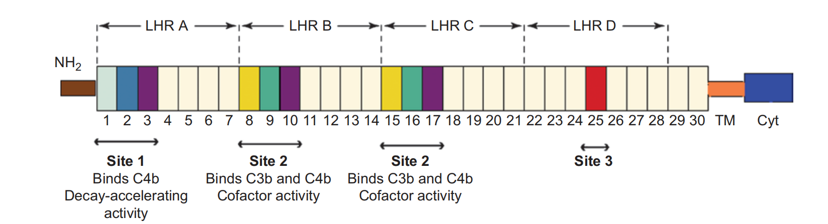 The complement receptor CD35
