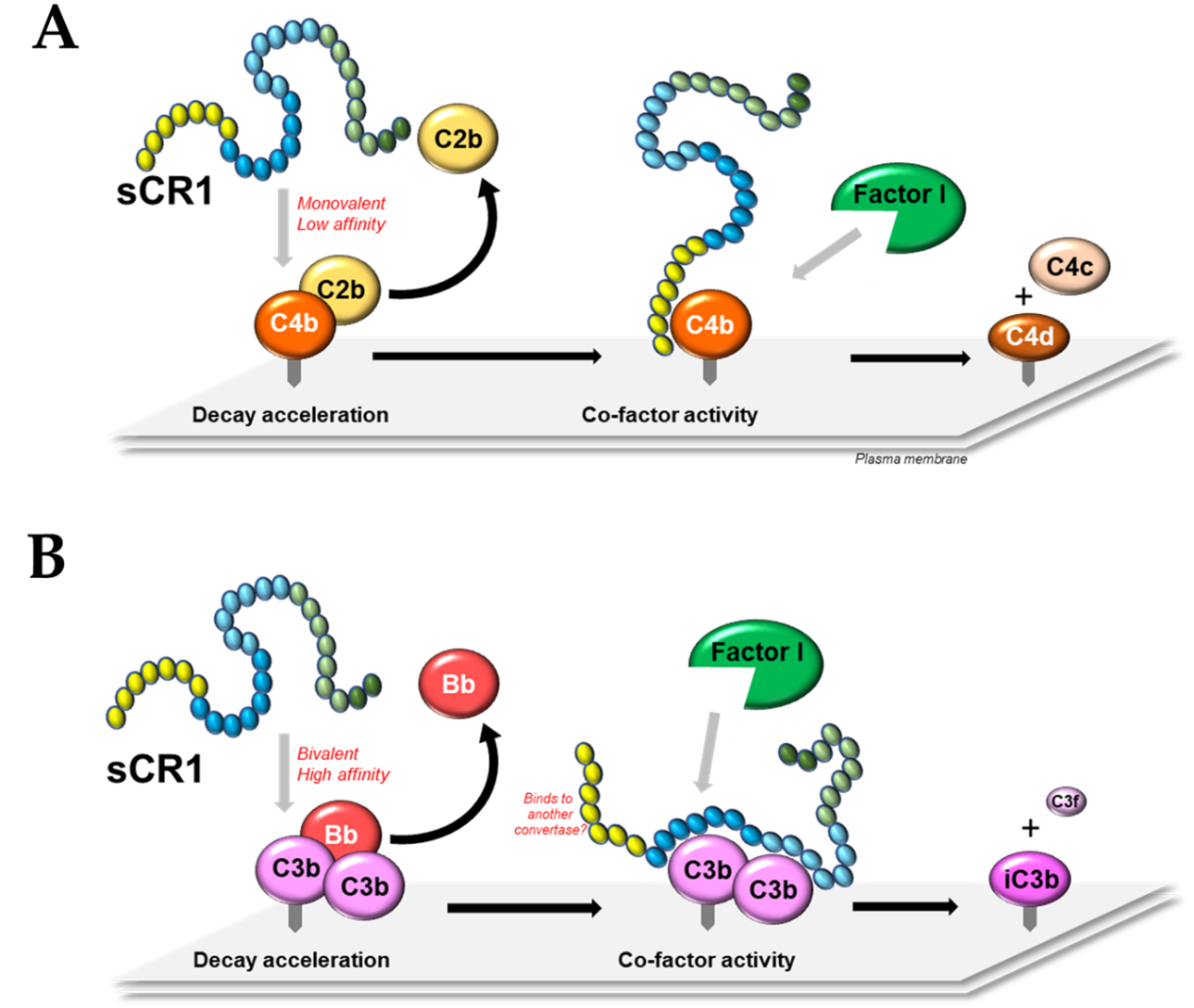 The complement receptor CD35