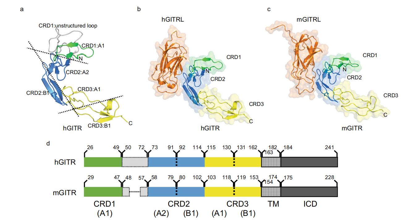 The costimulatory receptor GITR