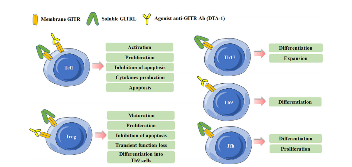 The costimulatory receptor GITR