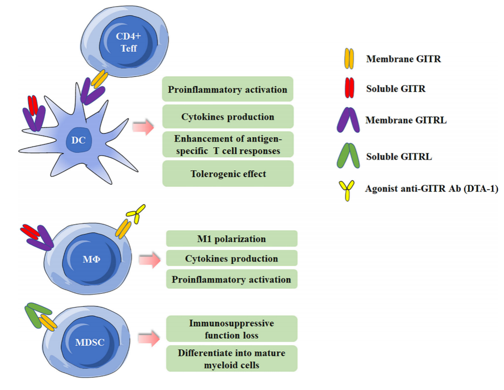 The costimulatory receptor GITR
