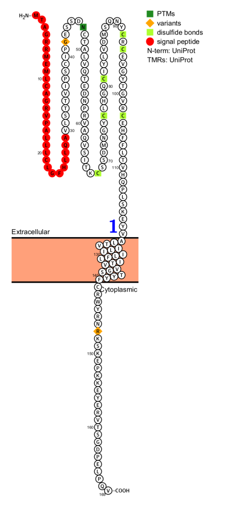 The epidermal growth factor receptor ligand EREG
