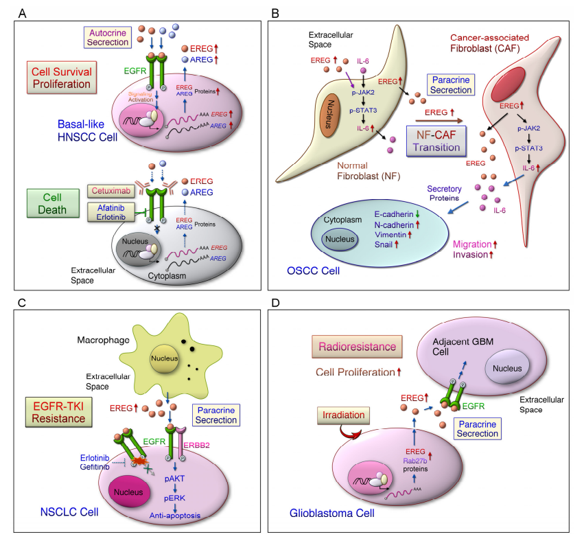 The epidermal growth factor receptor ligand EREG